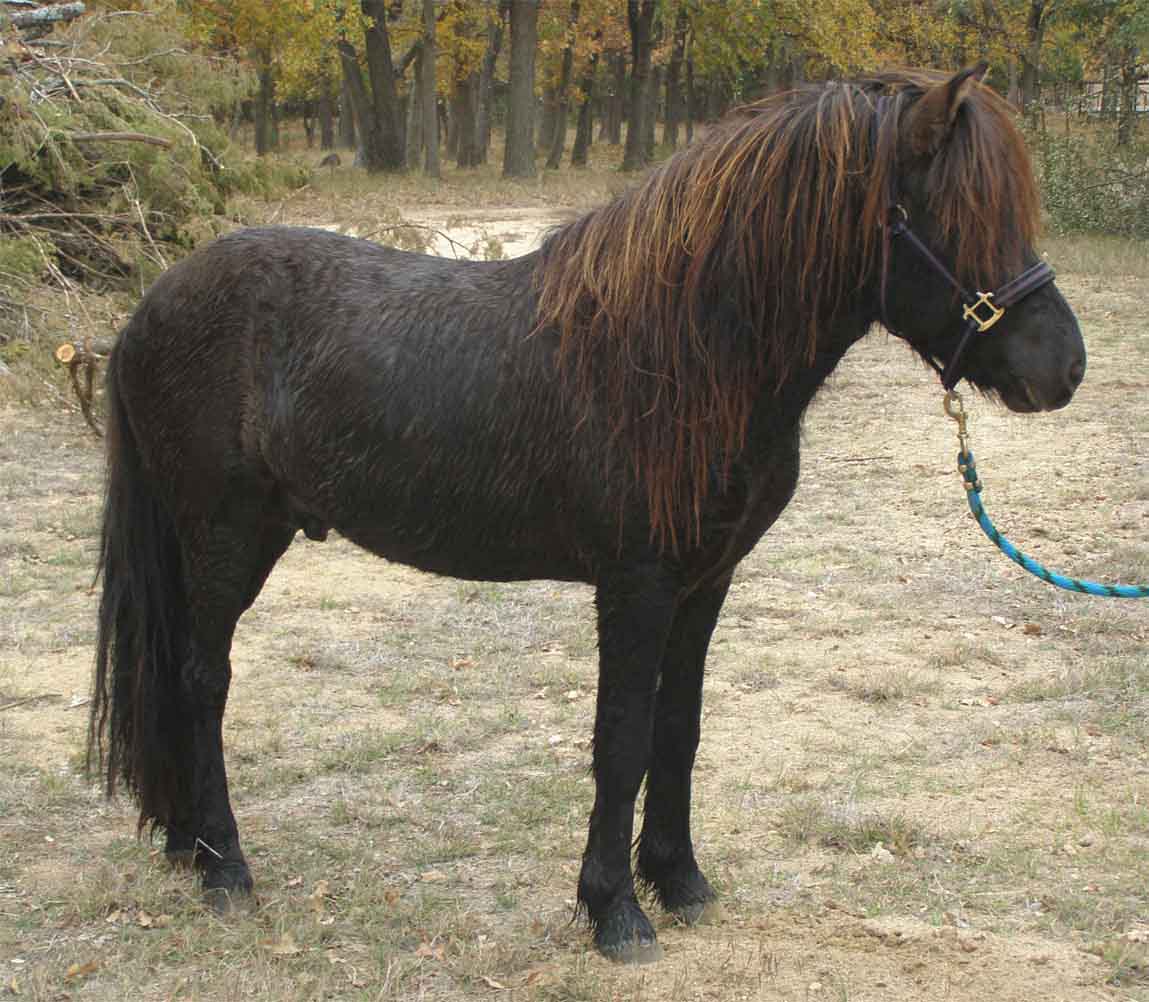 Lonestar's Happy Icelandic Gaited Horses: Texas